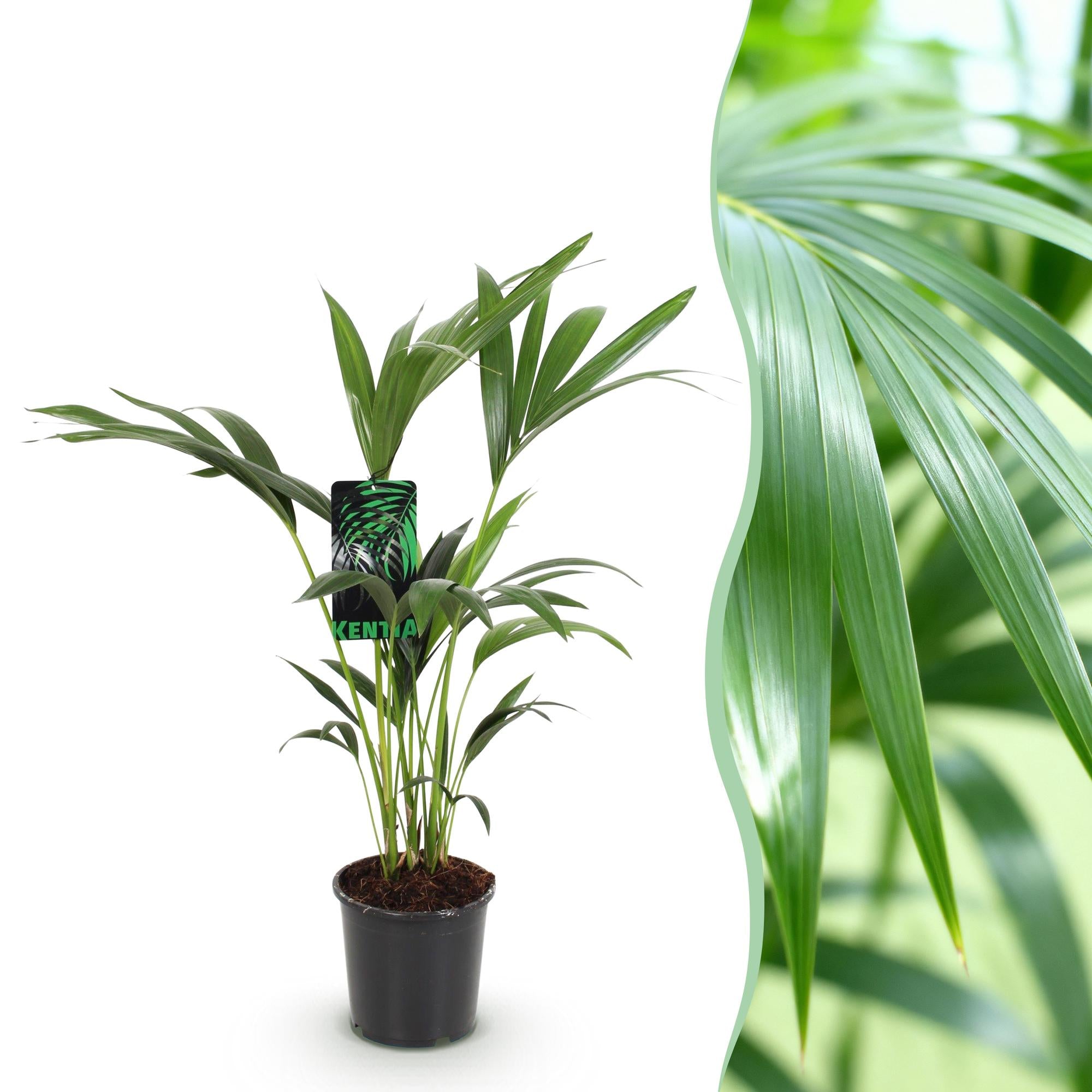 Howea Forsteriana - Kentia Palm - Weinig Onderhoud - Groen - 1 plant - Pot 17cm - Hoogte 70-75cm