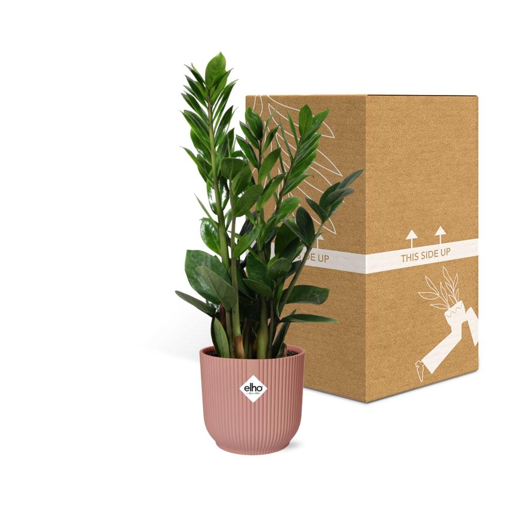 Zamioculcas – Höhe 45-50 in ELHO Vibes Falt 14cm rosa