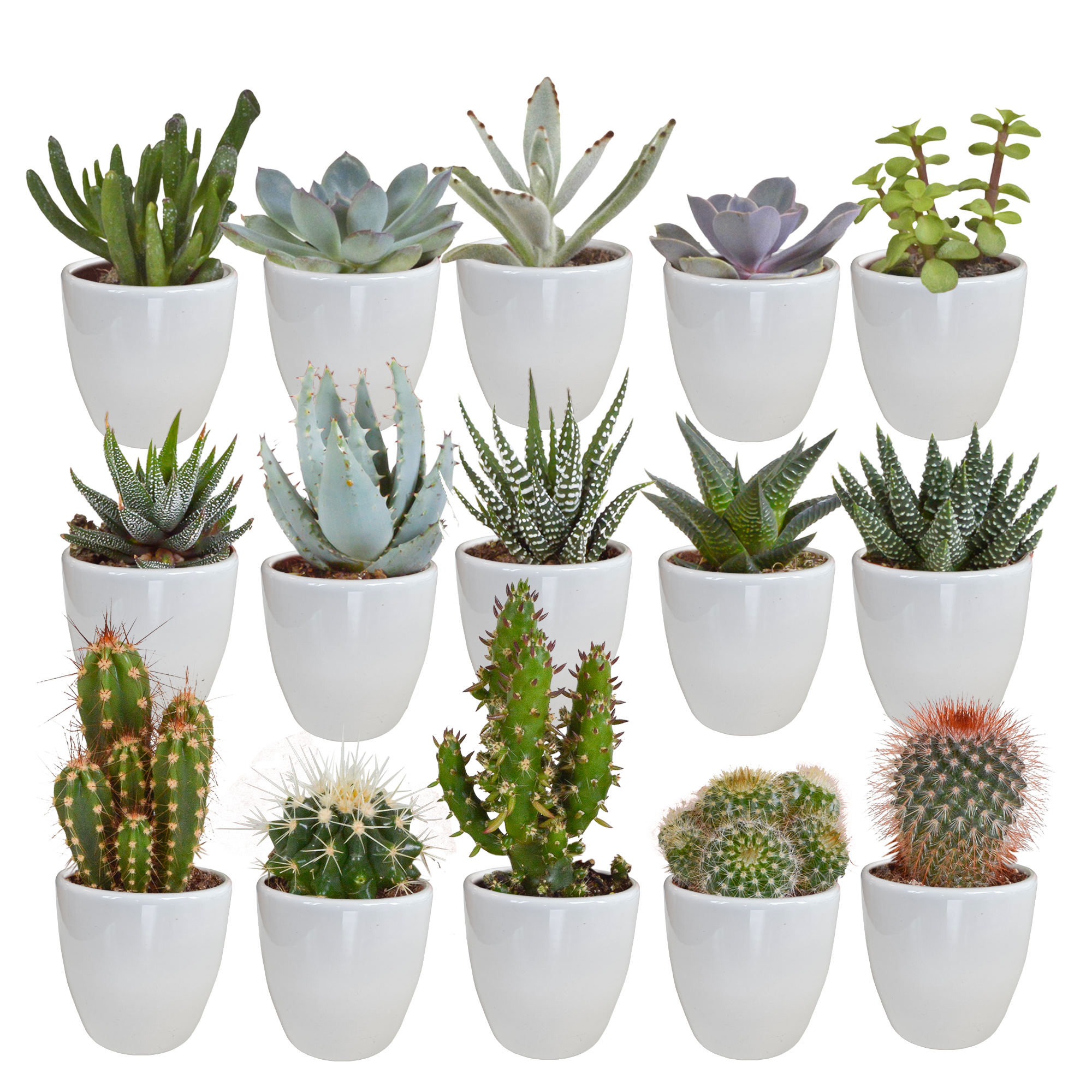 Cactus and succulent mix 5.5 cm | 15 pieces - in white pot