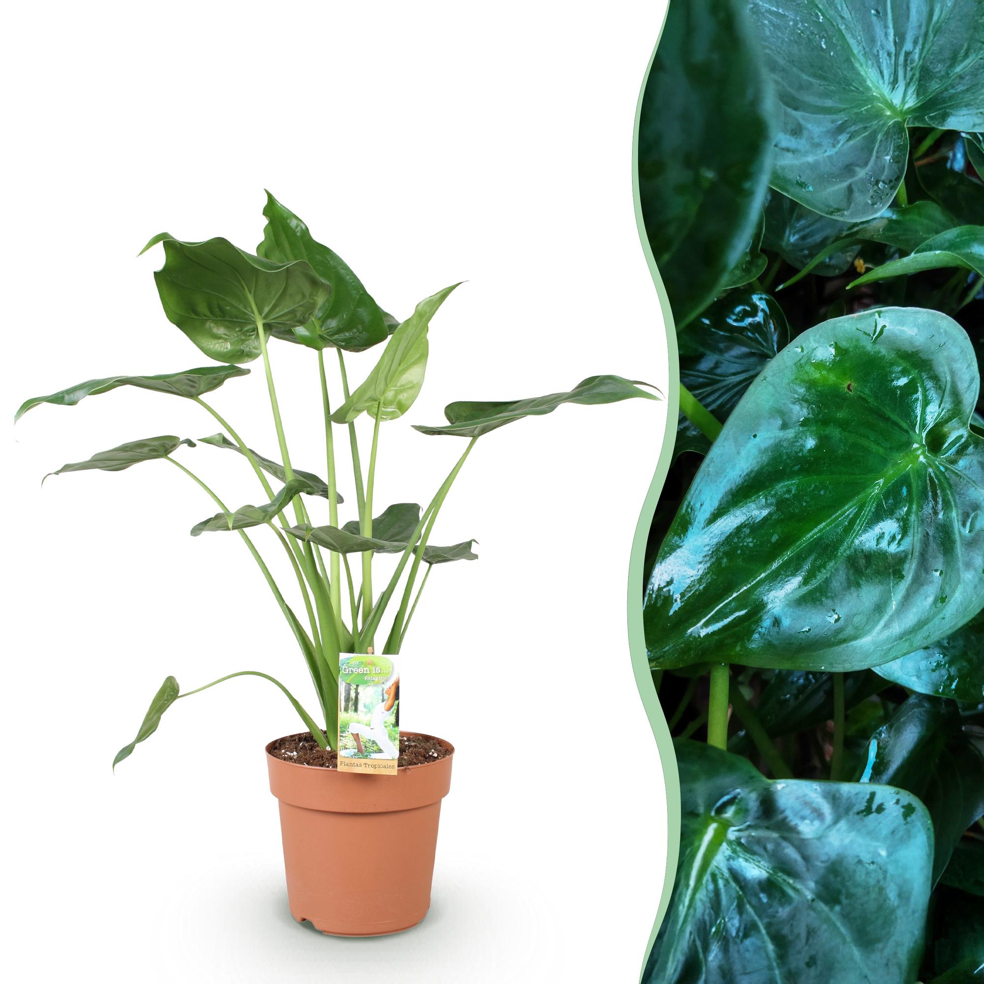 Alocasia Cucullata - Olifantsoor - Pot 21cm - Hoogte 65-70cm