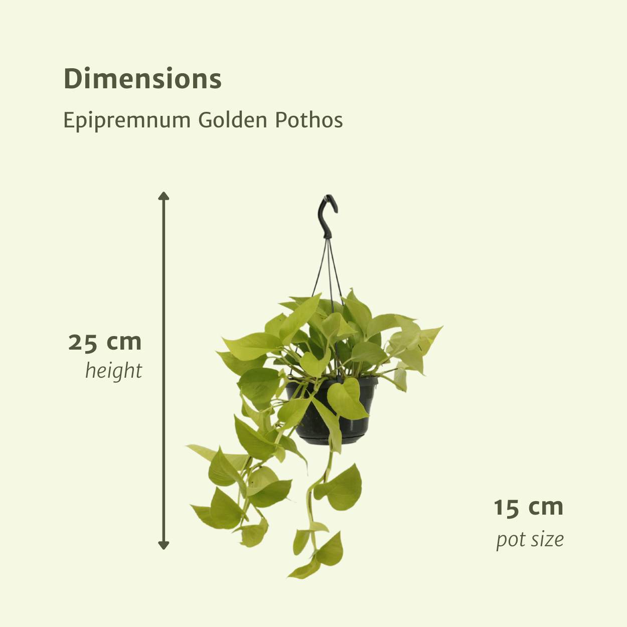 Epipremnum Golden Pothos (Scindapsus) - 2 pezzi - Ø15cm - ↕25cm