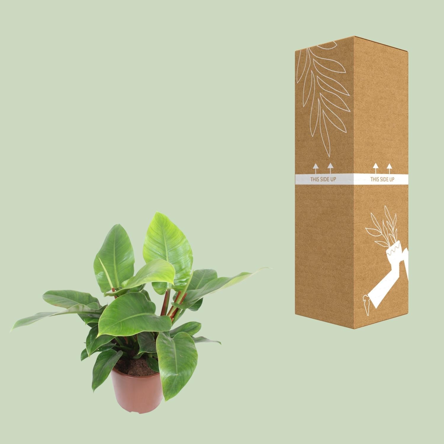 Philodendron vert impérial - Ø27cm - ↕80cm