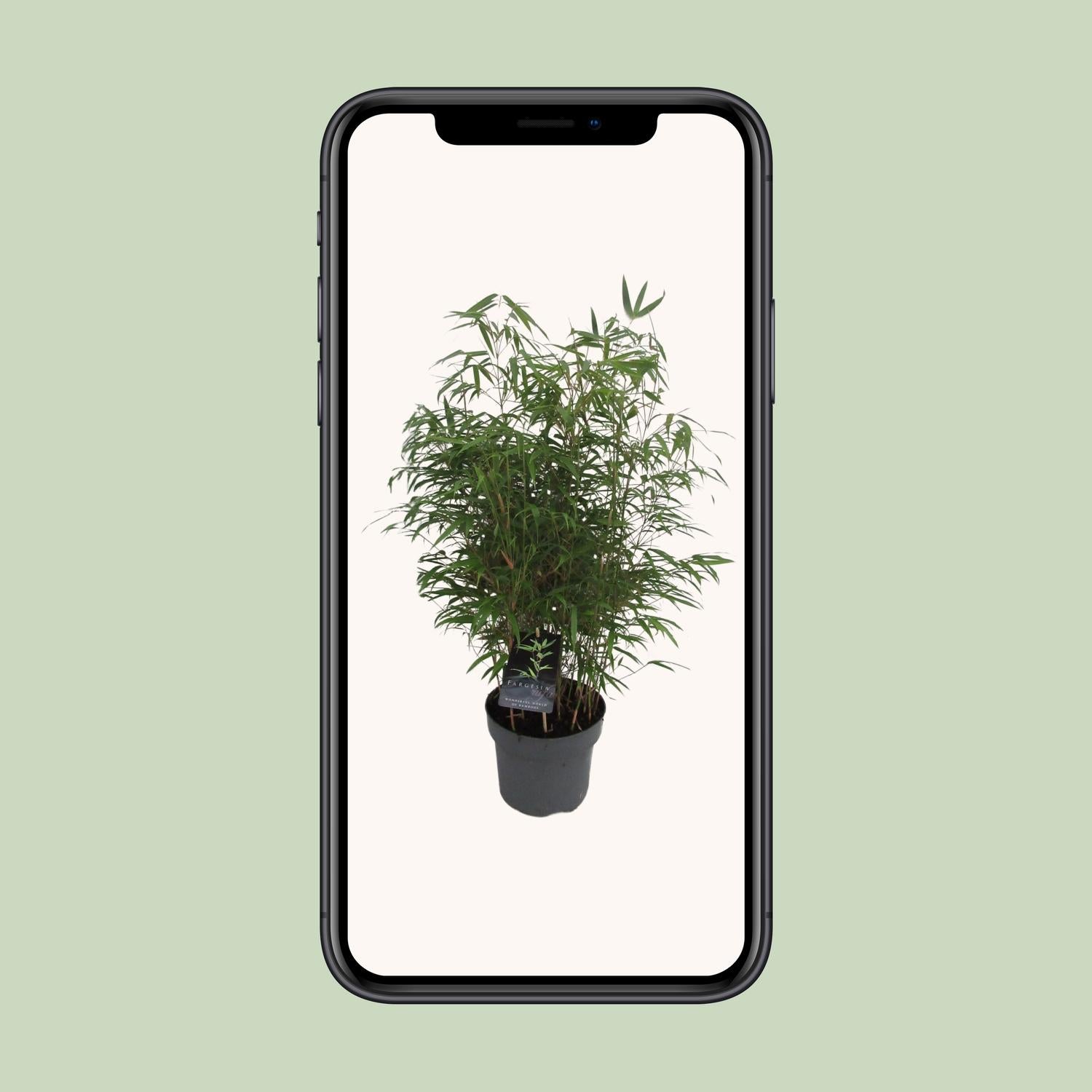 Fargesia Rufa - Bambú Rampante - Ø23cm - ↕95cm