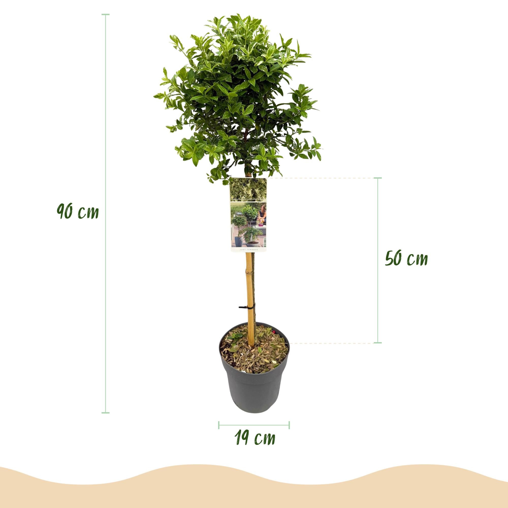 Euonymus fortunei Harlequin - Terras Plant - Bladhoudend - Winterhard - Groen-Wit Blad - Pot 19cm Hoogte 90cm