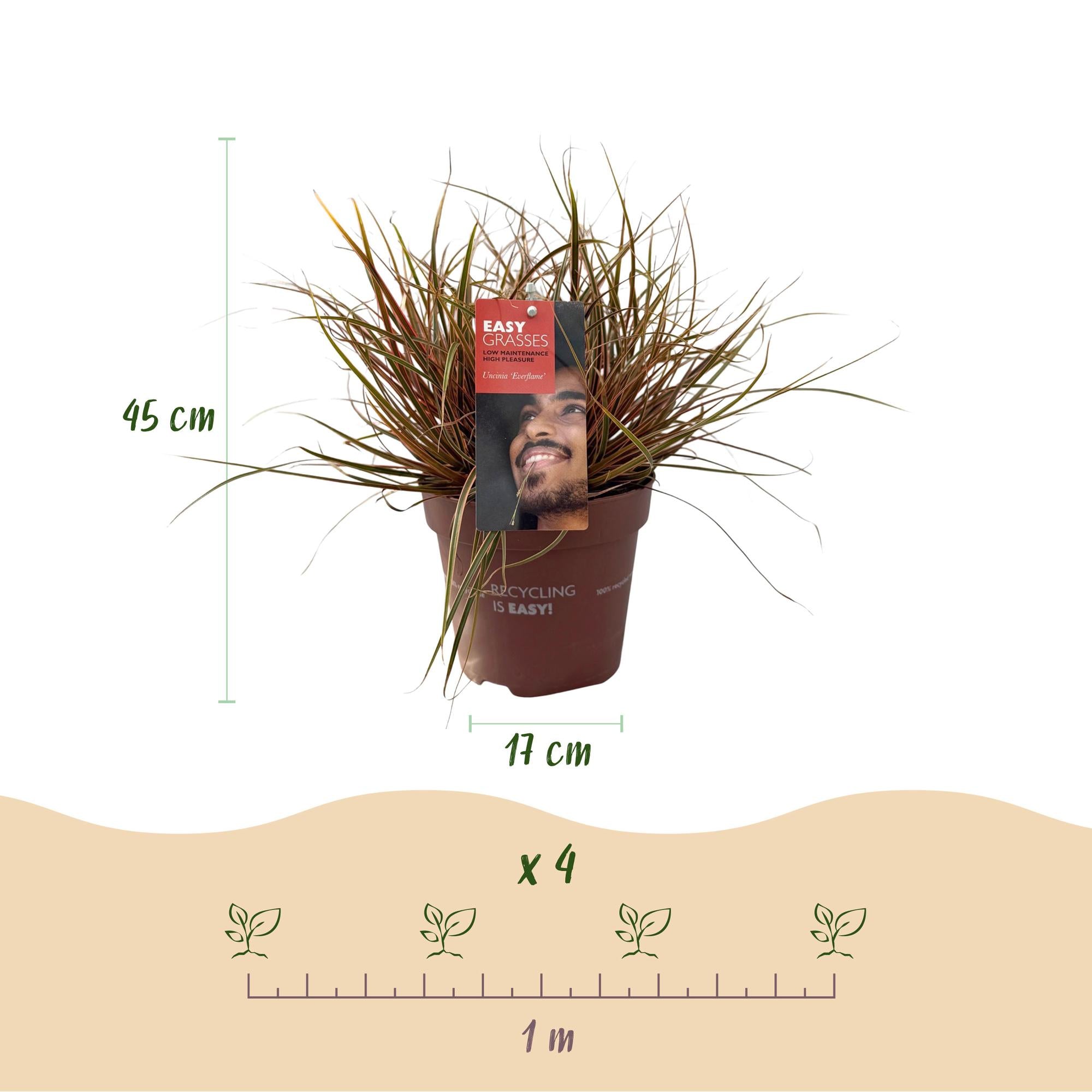 Uncinia rubra Everflame  - Rood - 4 Planten - Bladhoudend - Weinig Onderhoud - Pot 17cm Hoogte 50cm