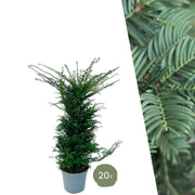 Große Eiben für eine 10 Meter hohe Hecke | - 12L - 20 x | ↨ 100-125 cm