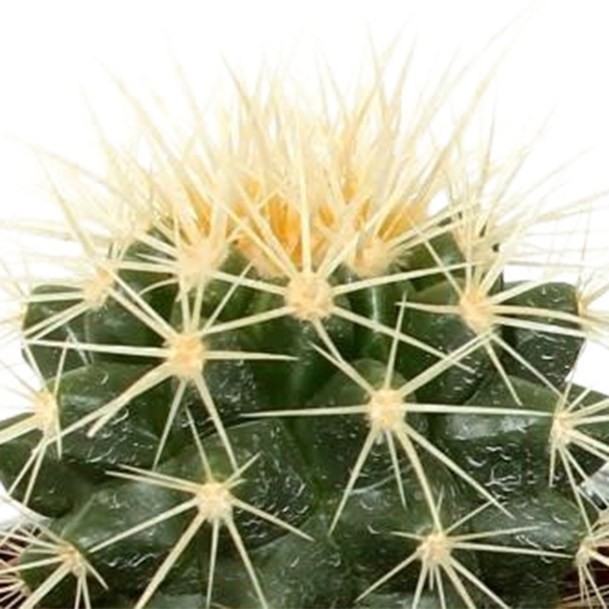 Mélange pour cactus 5,5 cm - 5x - en pot mexicain