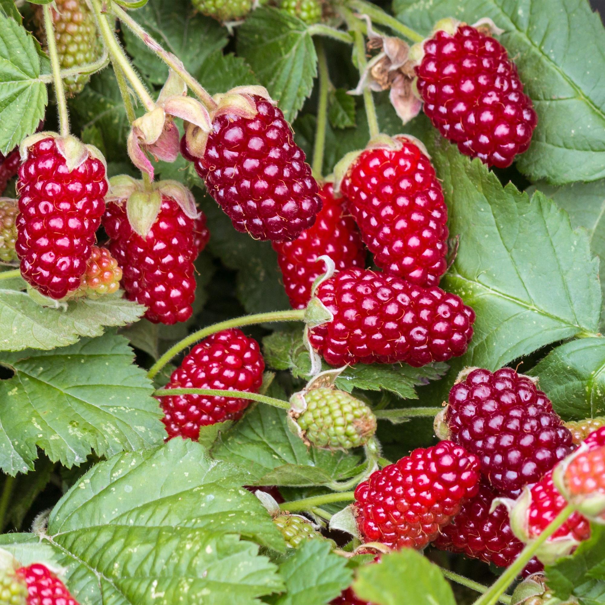 Rubus Thornless Loganberry - Braamboos - Winterhard - Rode Vrucht - 2 Planten - Pot 15cm - Hoogte 50cm