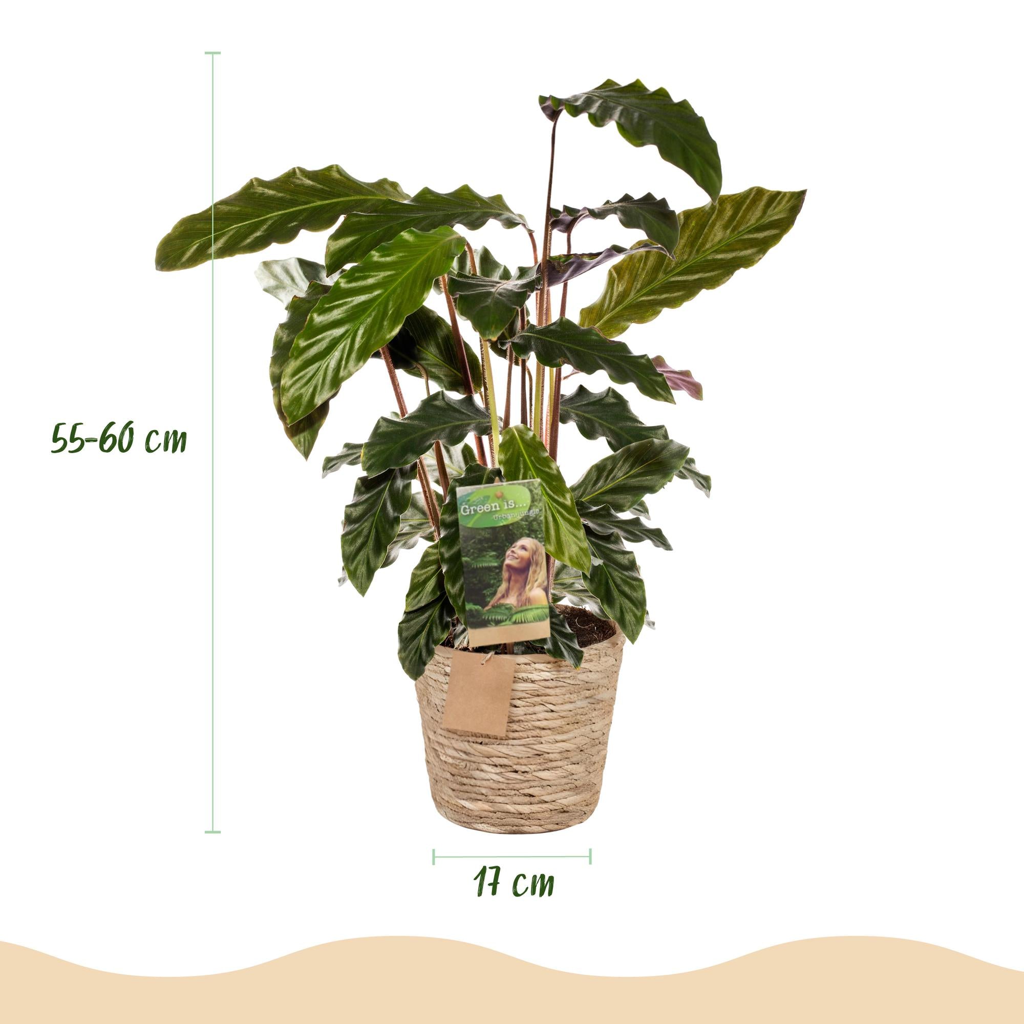 Calathea Rufibarba - met mand - Pot 17cm - Hoogte 55-60cm 2x