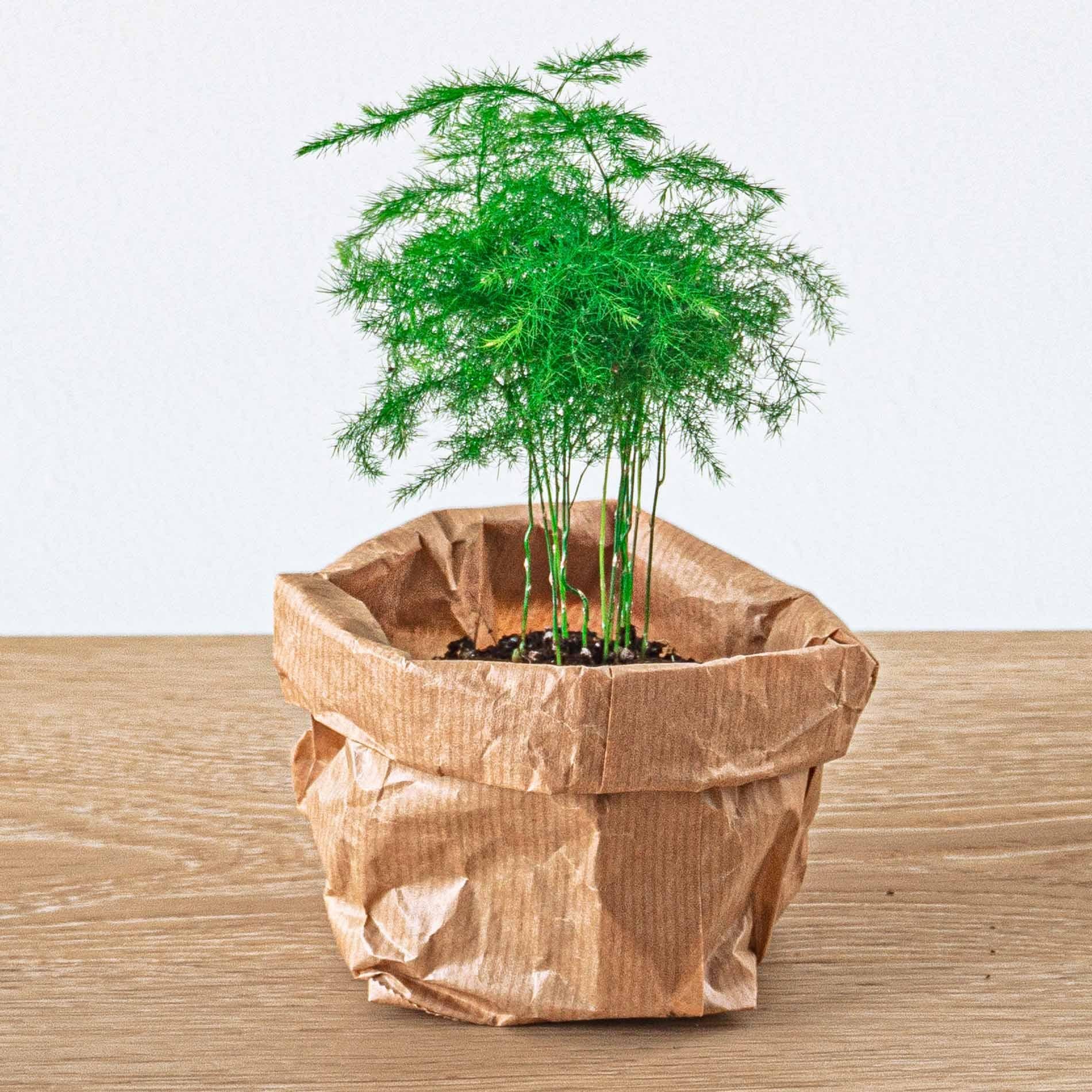 Plant terrarium package - 5 plants - Refill & Starter package - DIY