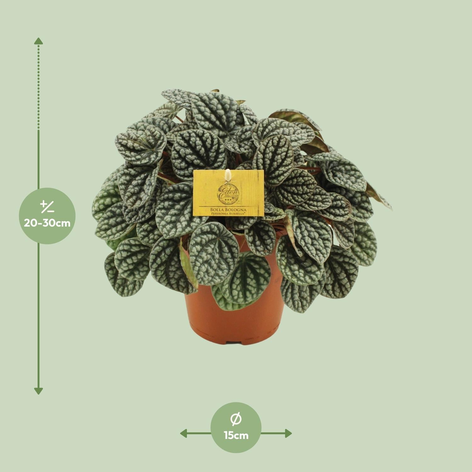 Peperomia Burbella - Ø15cm - ↕25cm