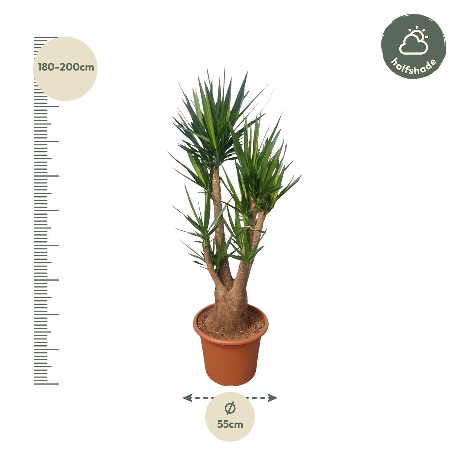 Yucca Elephantipes ramifié - 190 cm - ø55