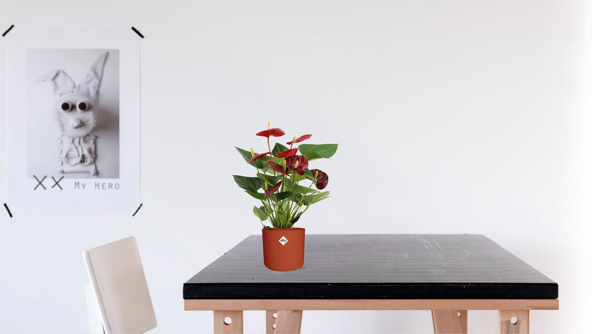 Anthurium Calon in custodia trasparente - Ø12cm - ↕36cm