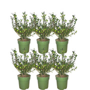 Hulst haag - Ilex crenata 'Jenny'® 1 meter - Set van 6 winterharde haagplanten - Groenblijvende haag - Vers van de kwekerij geleverd