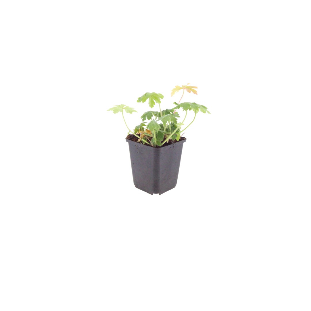 6x Geranium macr. 'Bevan's Variety' - ↕10-25cm - Ø9cm