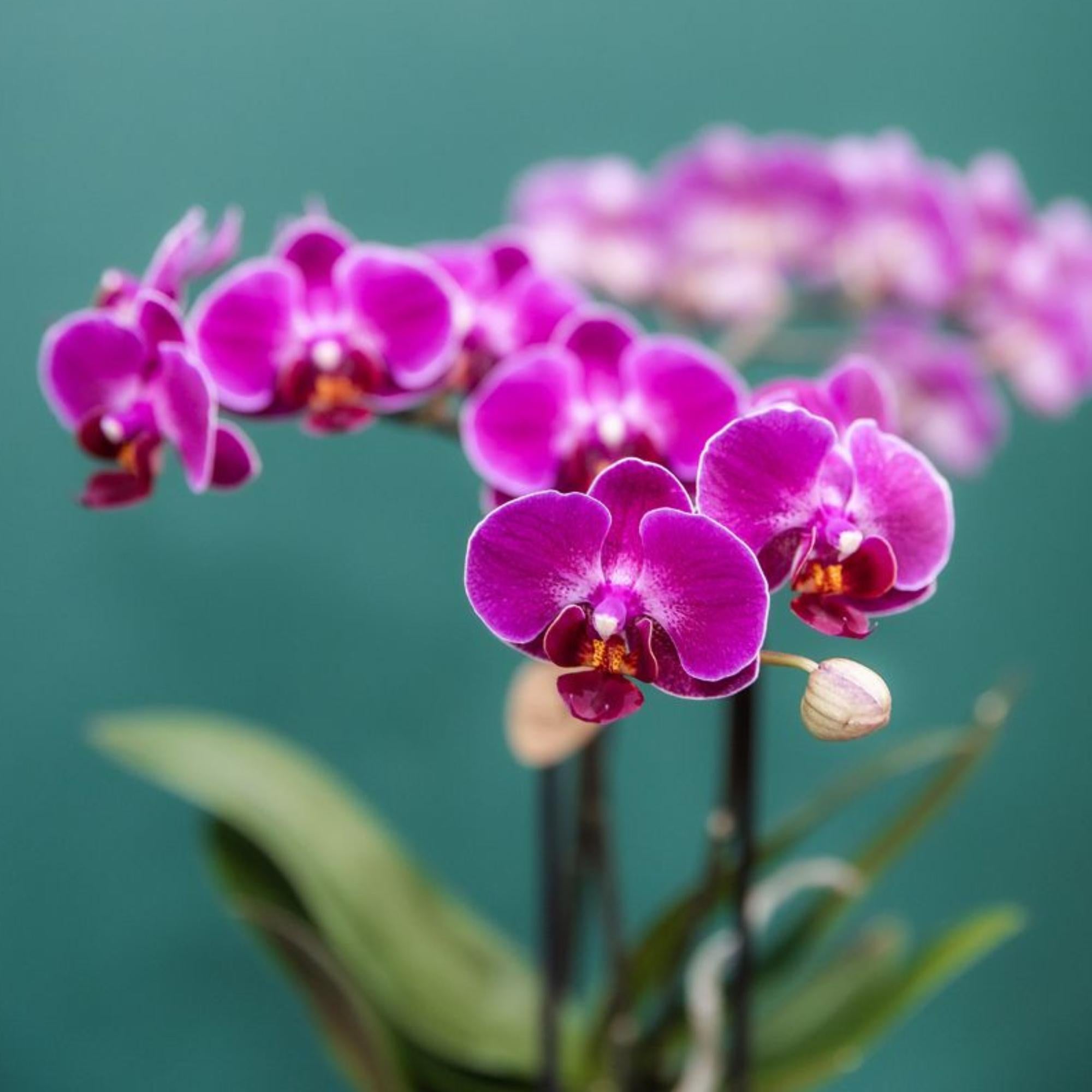 Kolibri Orchids | Purple phalaenopsis orchid pot size Ø9cm | Morelia | flowering houseplant - fresh from the grower
