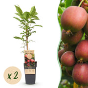 Actinidia deliciosa Ken,s Red - Kiwiplant - Vrouwelijk - Rode Vrucht - 2 Planten - Pot 15cm - Hoogte 50cm