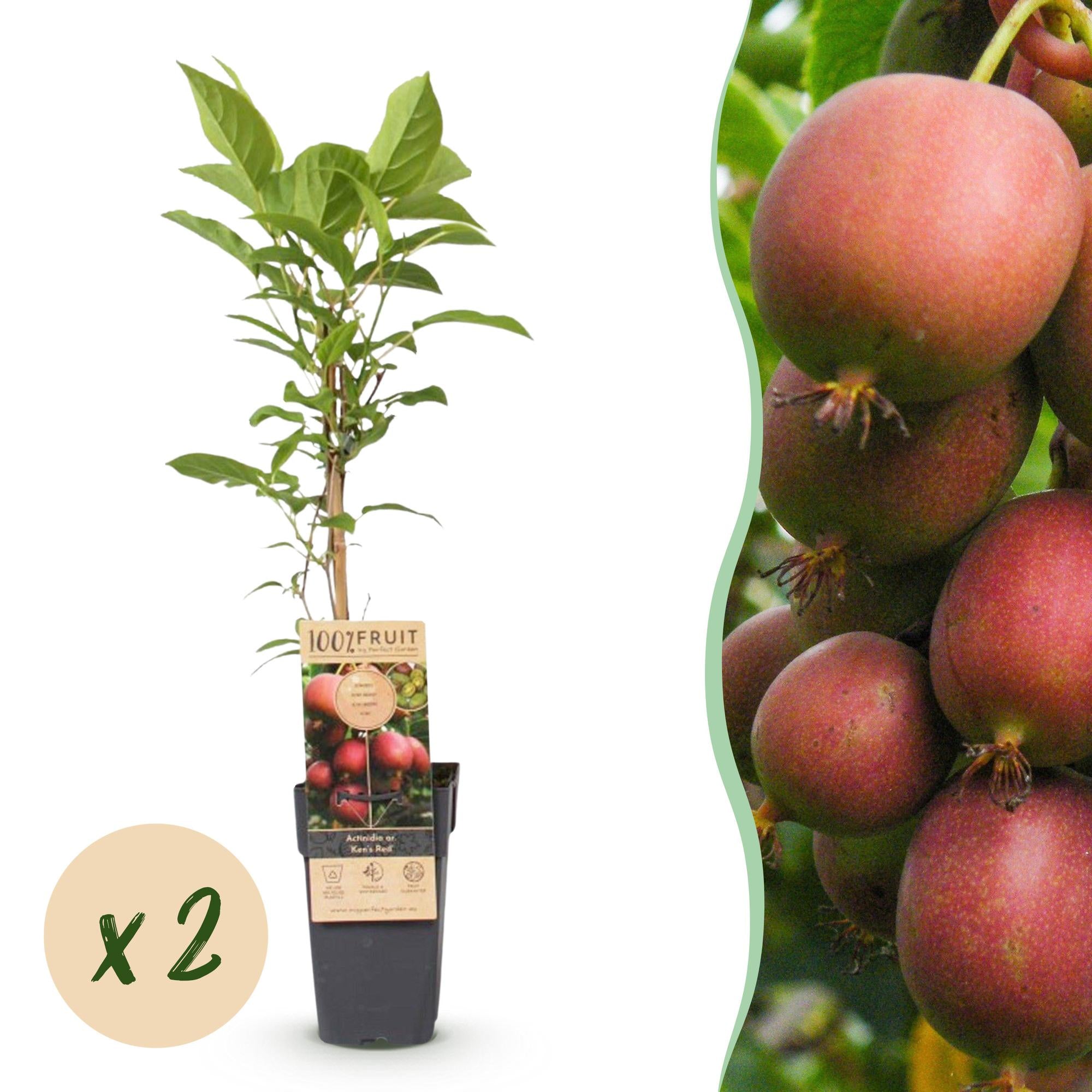 Actinidia deliciosa Ken,s Red - Kiwiplant - Vrouwelijk - Rode Vrucht - 2 Planten - Pot 15cm - Hoogte 50cm