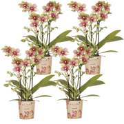 Kolibri Orchids | Combi Deal - 4 Oranje-Gele Phalaenopsis Orchideeën Mineral Grosseto - Ø9 cm