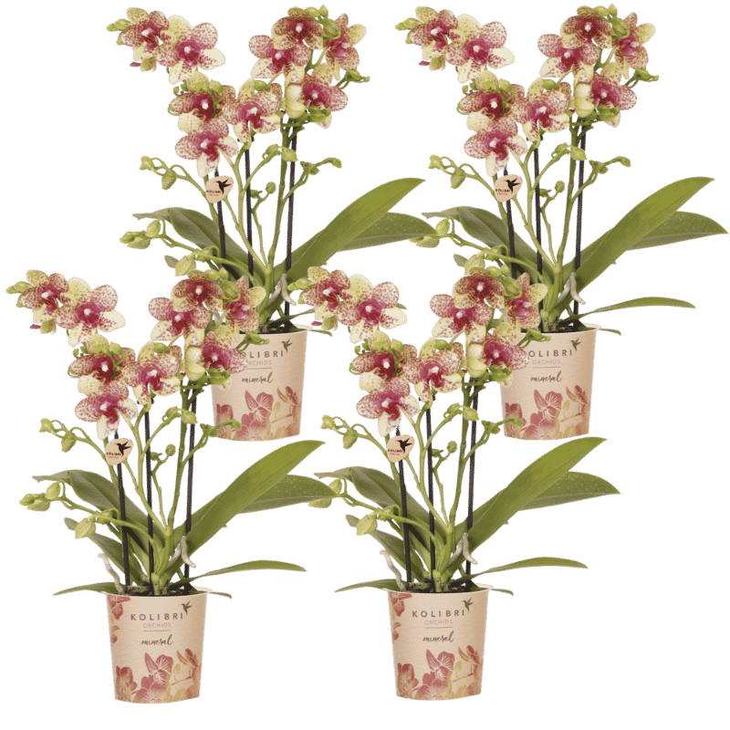 Kolibri Orchids | Combi Deal - 4 Oranje-Gele Phalaenopsis Orchideeën Mineral Grosseto - Ø9 cm