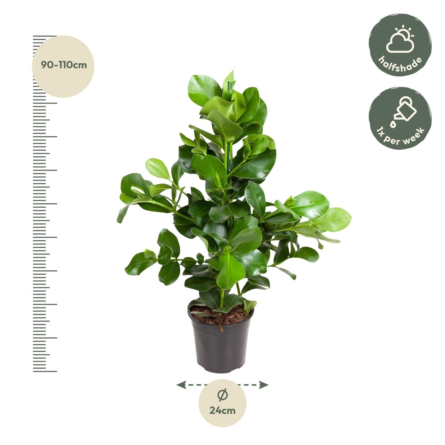 Clusia Rosea - 110 cm - ø24
