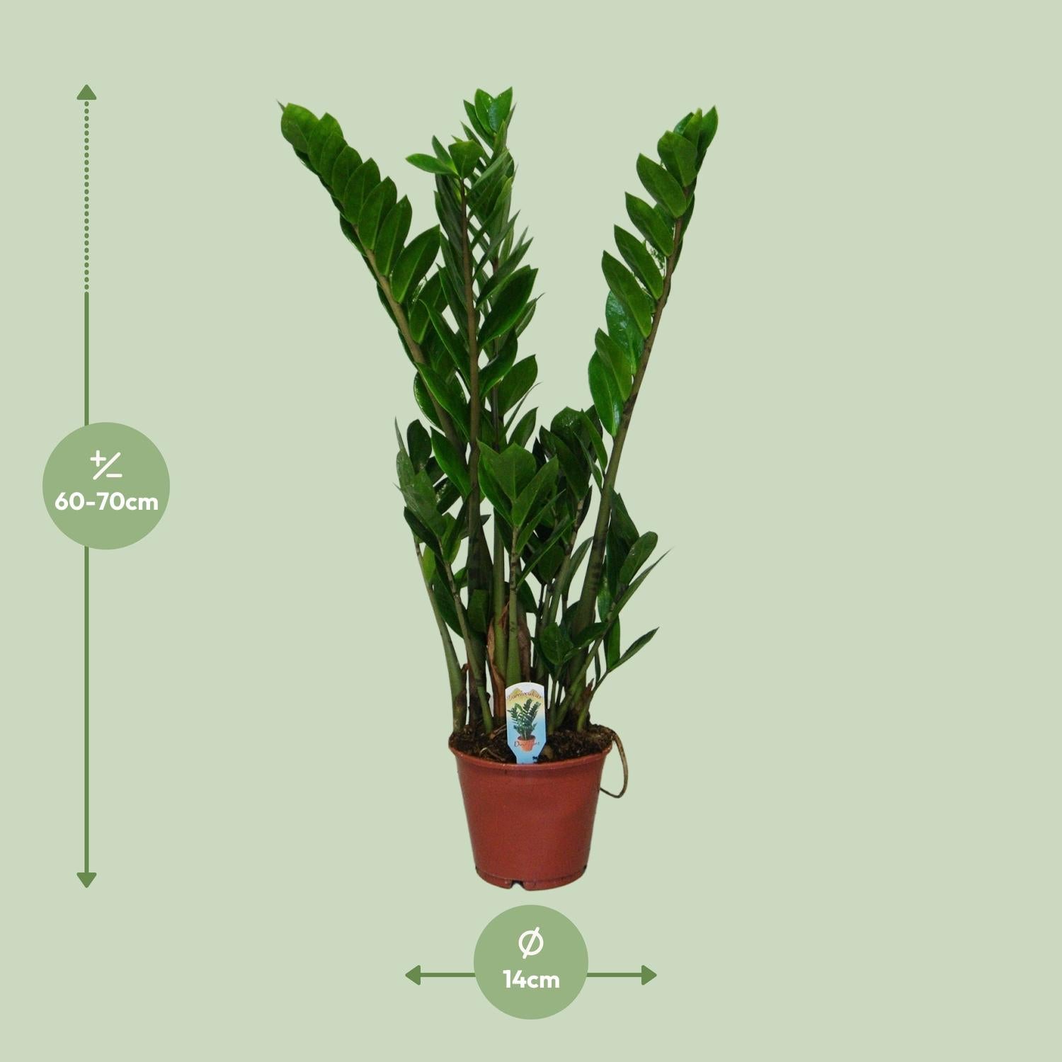 Zamioculcas Zamiifolia - Ø14 cm - ↕50 cm