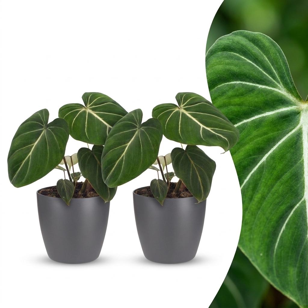 Philodendron Gloriosum - 2x - met Potter Grijs - Pot 12cm - Hoogte - 25cm
