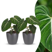 Philodendron Gloriosum - 2x - met Potter Grijs - Pot 12cm - Hoogte - 25cm