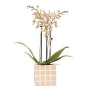 Kolibri Orchids | Orchidea 'Spider' arancione + vaso decorativo Mosa Orange - Dimensioni del vaso Ø9 cm | Pianta da appartamento fiorita - Fresca dal coltivatore