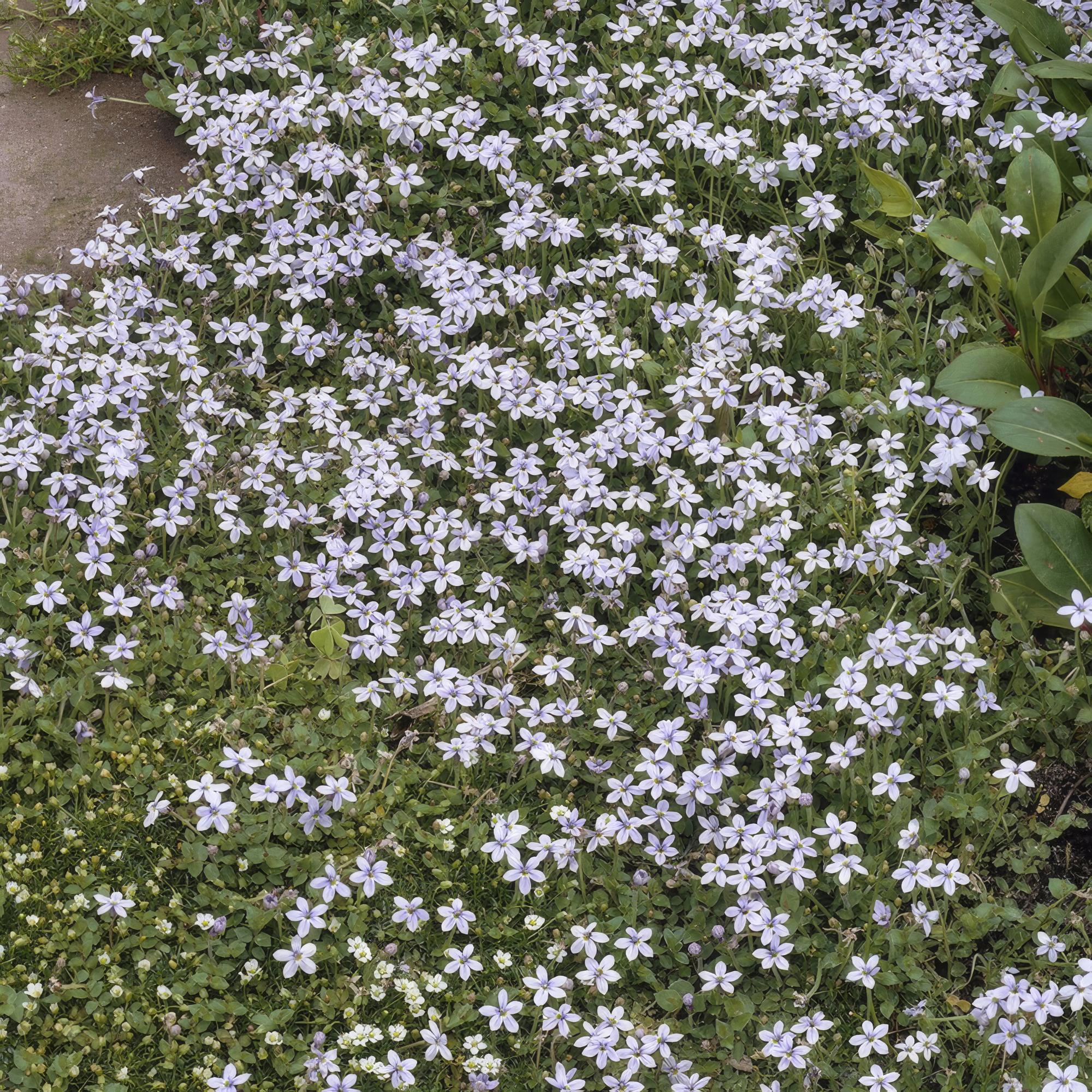 12x Isotoma fluviatilis - ↕10-25cm - Ø9cm