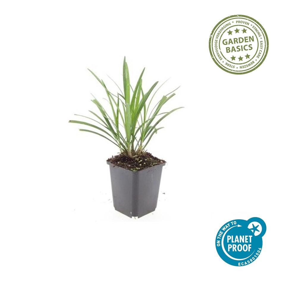12x Liriope muscari 'Ingwersen' - ↕10-25cm - Ø9cm