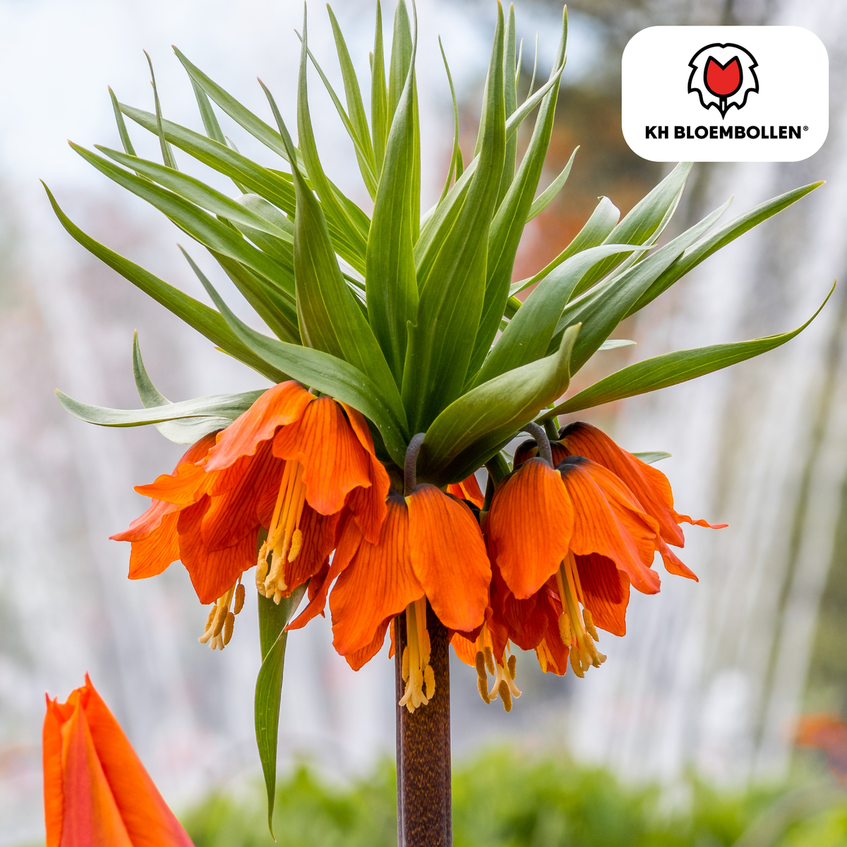 Fritillaria Imperial Crown Rubra rosso/arancione 5 pezzi