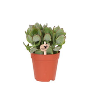 Kolibri Greens | Vetplant Crassula Arborescens - Ø9cm