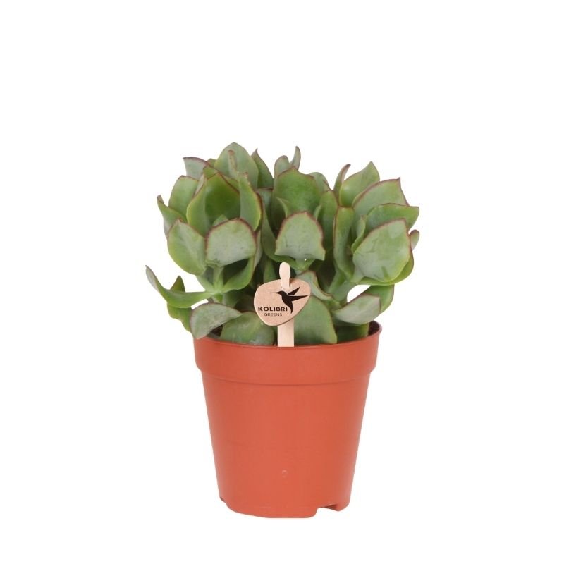 Kolibri Greens | Vetplant Crassula Arborescens - Ø9cm