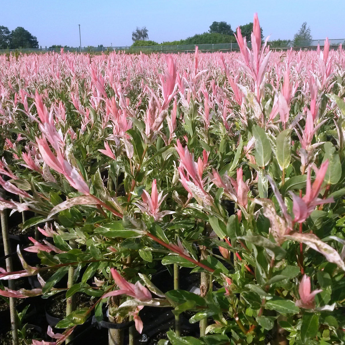 Salix Flamingo - Ø17cm - ↕40-50cm