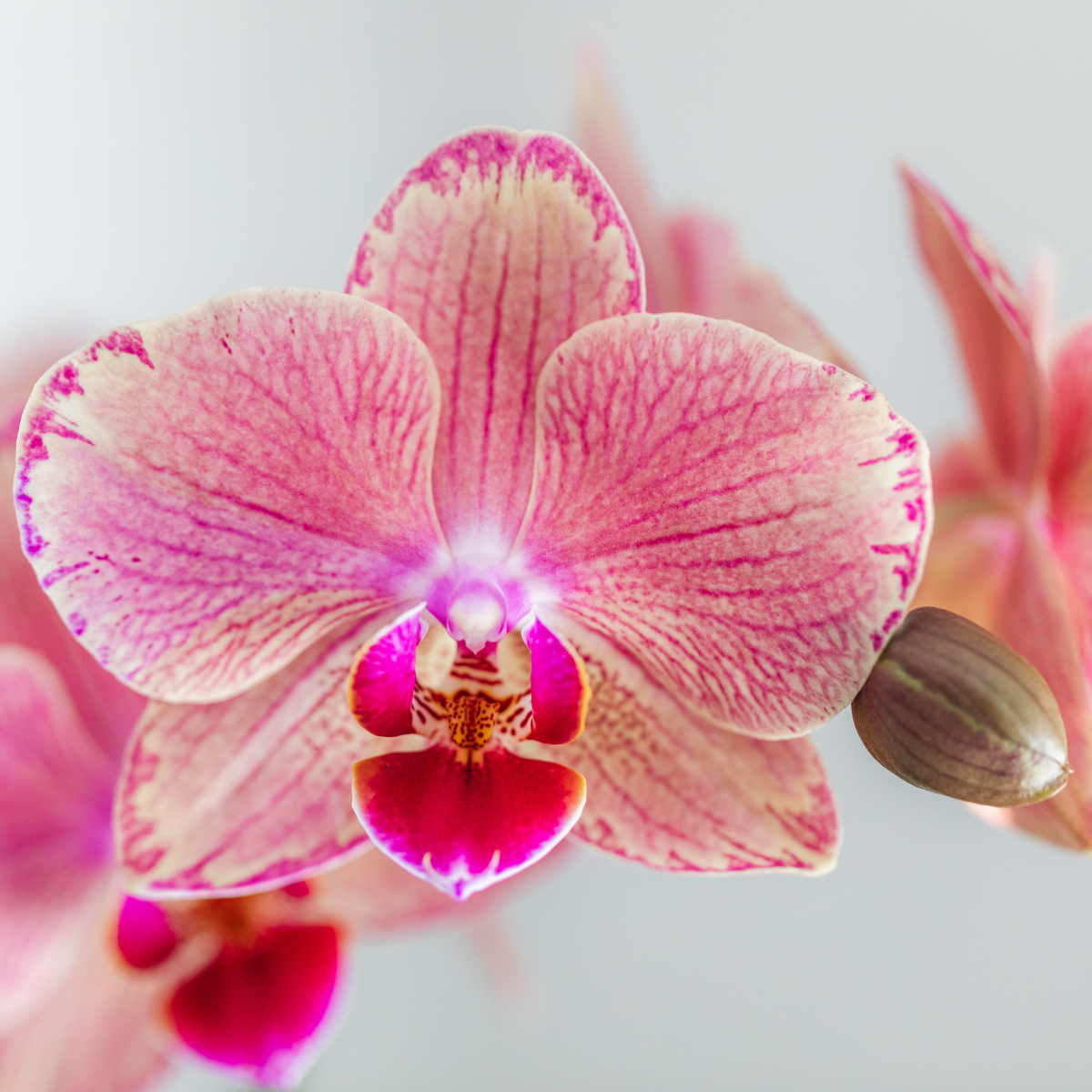 Kolibri Orchids I COMBI DEAL of 2 Phalaenopsis orchids - Pirate Picotee - pot size Ø12cm | flowering houseplant - fresh from the grower