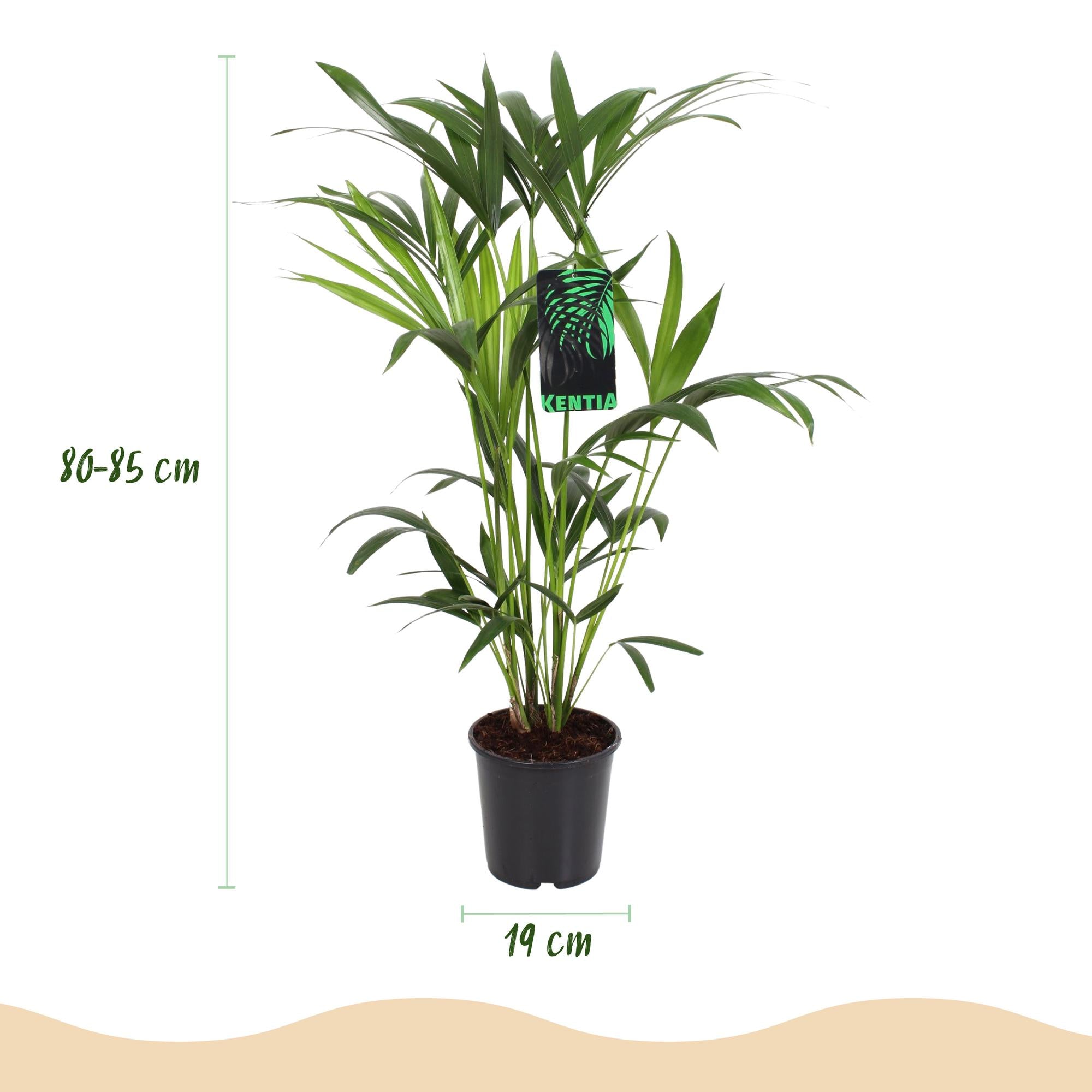 Howea Forsteriana - Kentia Palm - Weinig Onderhoud - Groen - 1 Plant - met Potter Grijs - Pot 19cm - Hoogte 80-85cm