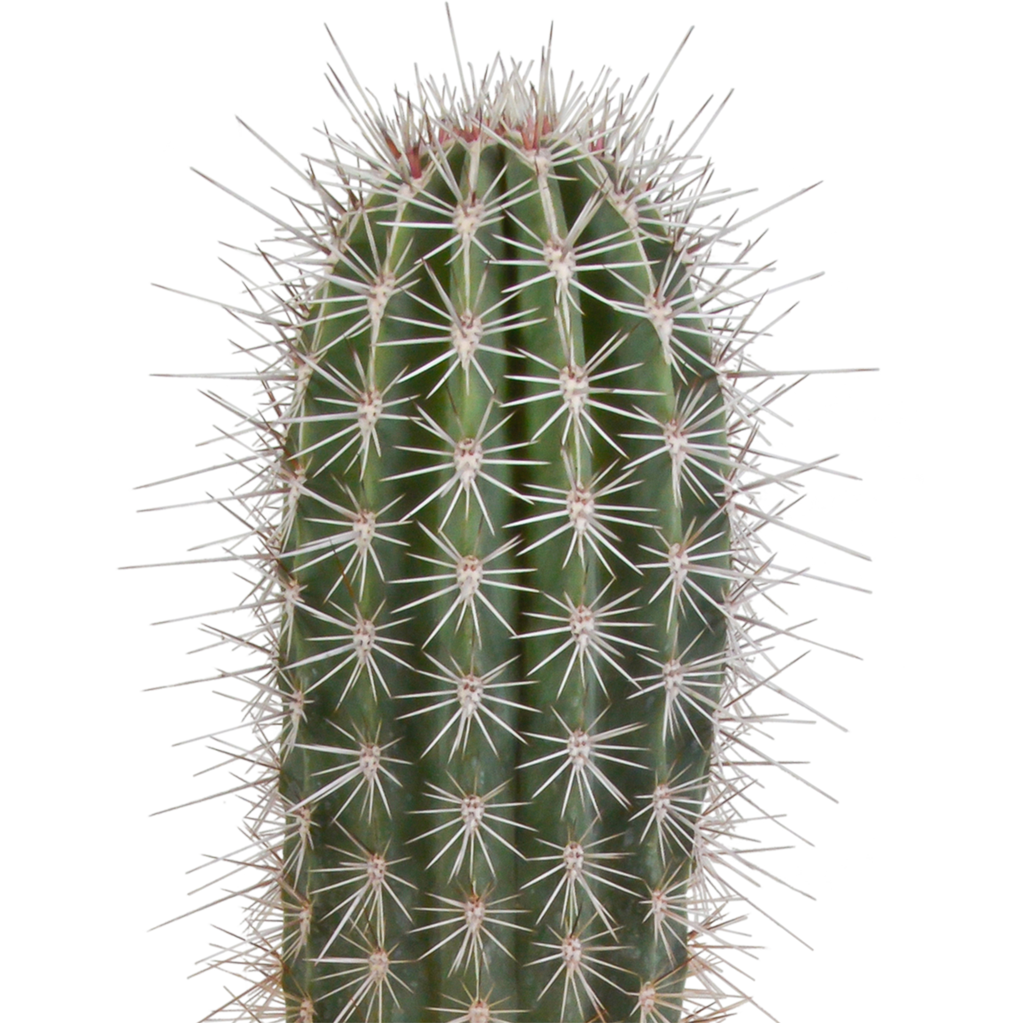 Pachycereus pringlei - 17cm - without pot