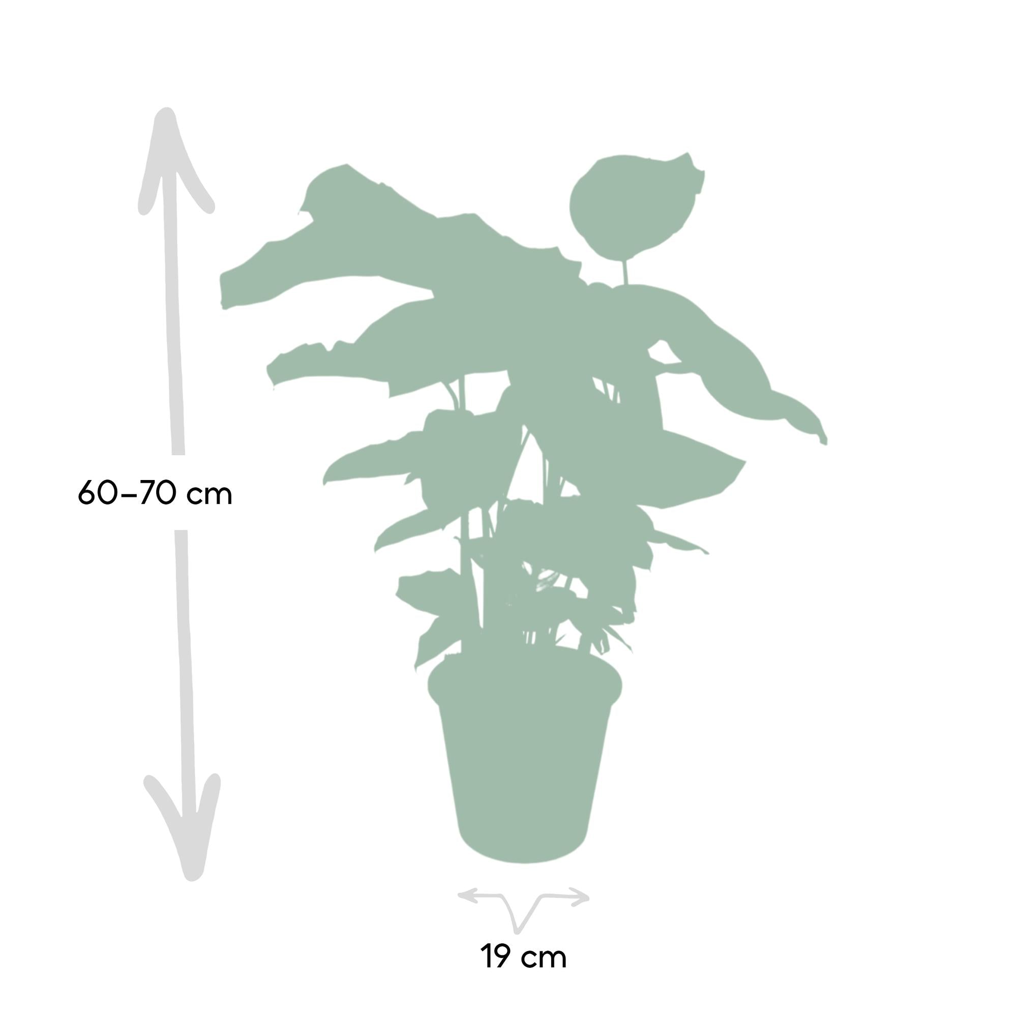 Calathea Whitestar – Pfauenblume – Ø 19 cm – ↕ 50 cm