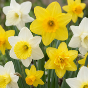 40x Narcissus Botanical Mix - Bloembollen - Botanische narcissenmix - Geel en Wit - Verwilderingsbol - Bolmaat 10/12