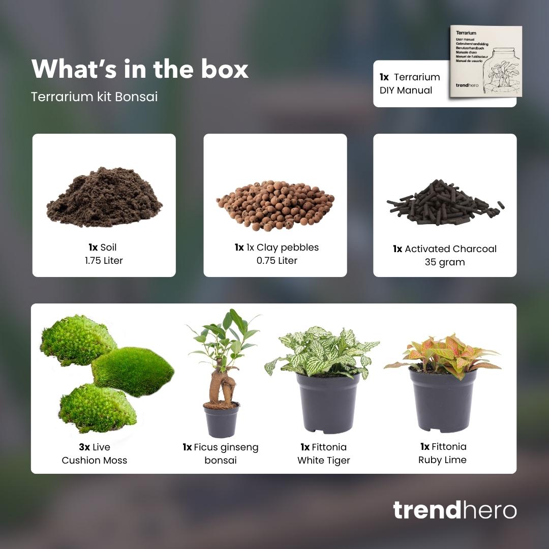 Plant terrarium kit - Ficus Ginseng bonsai - Refill & Starter kit - DIY