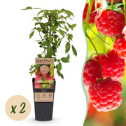 Rubus idaeus Ottawa - Frambozenplant - Winterhard - Rode Framboos - 2 Planten - Pot 15cm - Hoogte 50cm