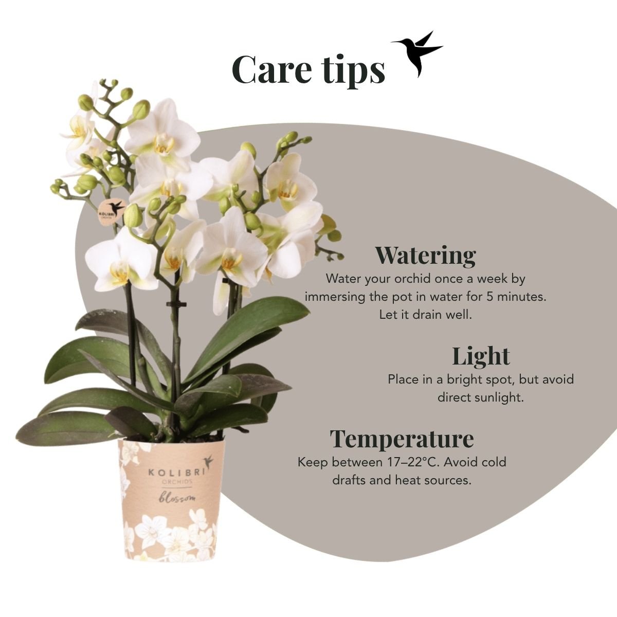 Kolibri Orchids | Combi Deal - 2 Witte Phalaenopsis Orchideeën Blossom Lausanne - Ø9 cm