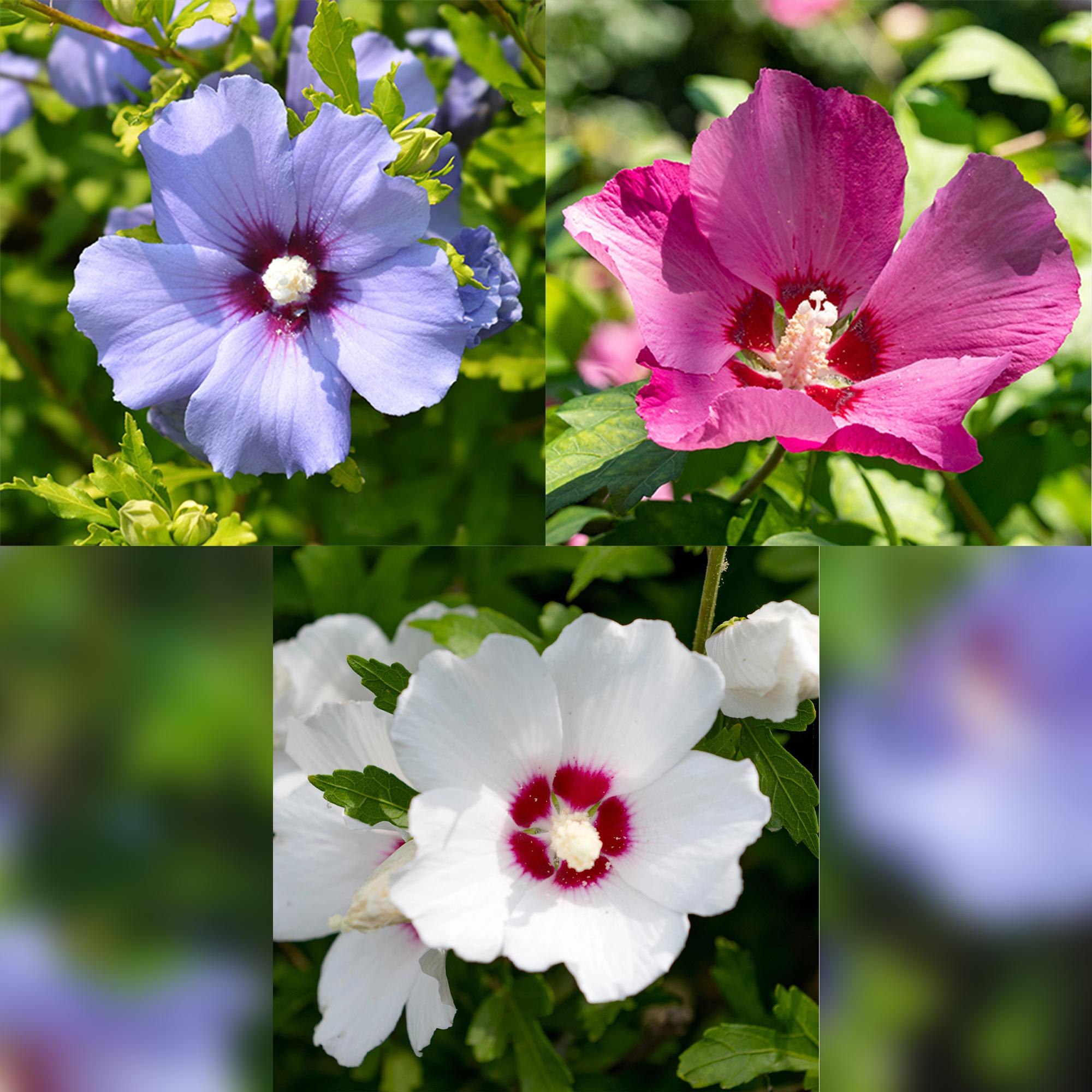 Green boutiQ – Sträucher – Hibiscus syriacus Tricolour – Blüten: Rosa, Weiß und Blau – 3 Pflanzen – Laubabwerfend – Pflegeleicht – Topf: 17 cm, Höhe: 45 cm