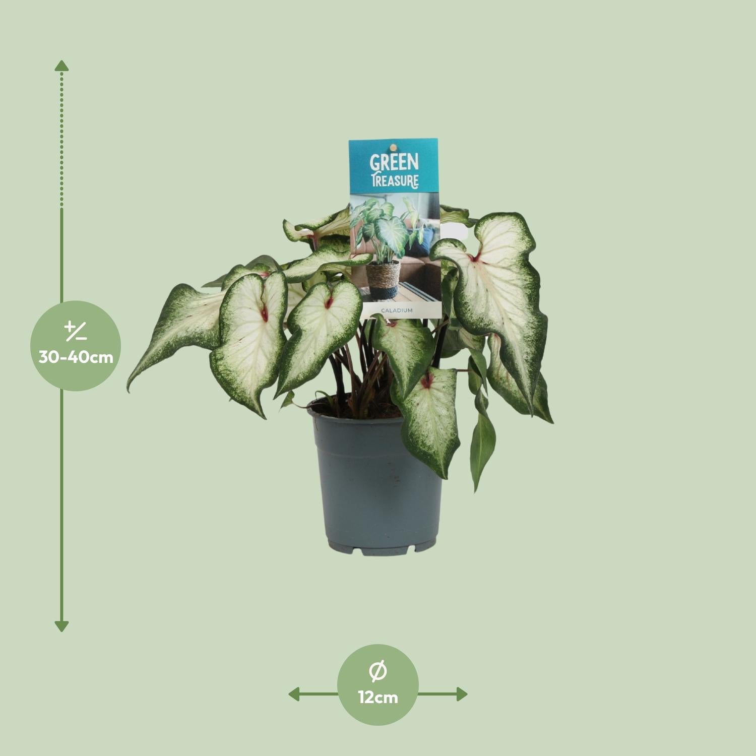 Caladium Weiß - Ø12cm - ↕25cm
