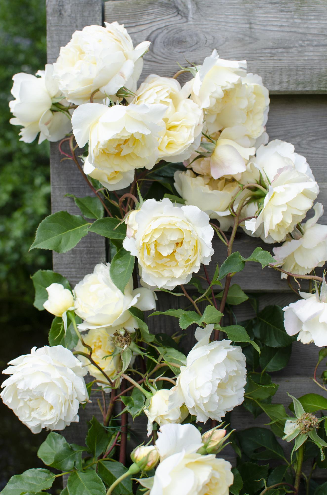 Rosa Crazy in love 'Vanille' - Rose crème - Ø15cm - ↕65cm