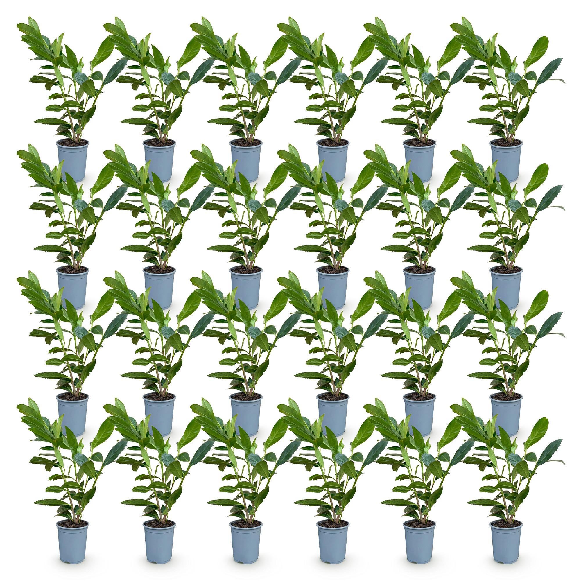 Prunus laur. Caucasica - 24x Laurierkers - Haagplanten - Groenblijvend - Groen - Pot 9cm - Hoogte 25-35cm