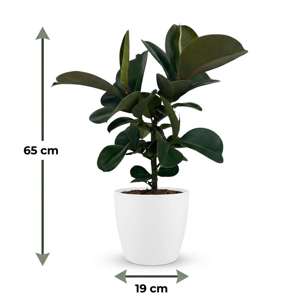 Rubberplant - Ficus Elastica Cloe - Groen - Weinig onderhoud - 1 Plant - met Potter Wit - Pot 19cm - Hoogte 65cm