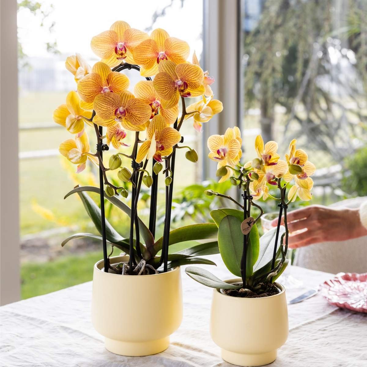 Kolibri Orchids | Combi Deal - 2 Oranje-Roze Phalaenopsis Orchideeën Niagara Fall Sunny Bunny - Ø12 cm