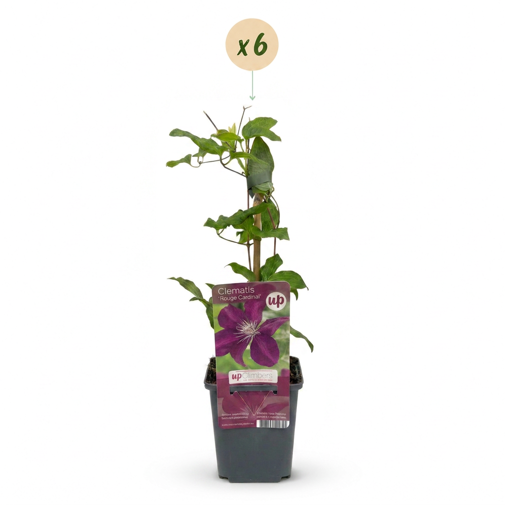 Clematis Rouge Cardinal - Bosrank Rode Kardinaal 6x - Rood - Klimplant - Ø9cm - ↕35cm